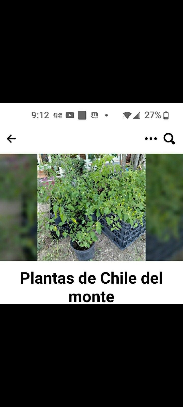 Plantas Chile Piquin