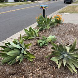 FREE - Large Agave Plants 