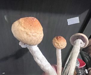 Psylocibin mushroom spore print