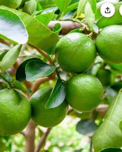 Cit - Bearss Seedless Dwarf Lime Tree