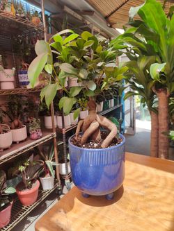 Ginseng Ficus Bonsai Tree