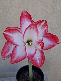 Azucena