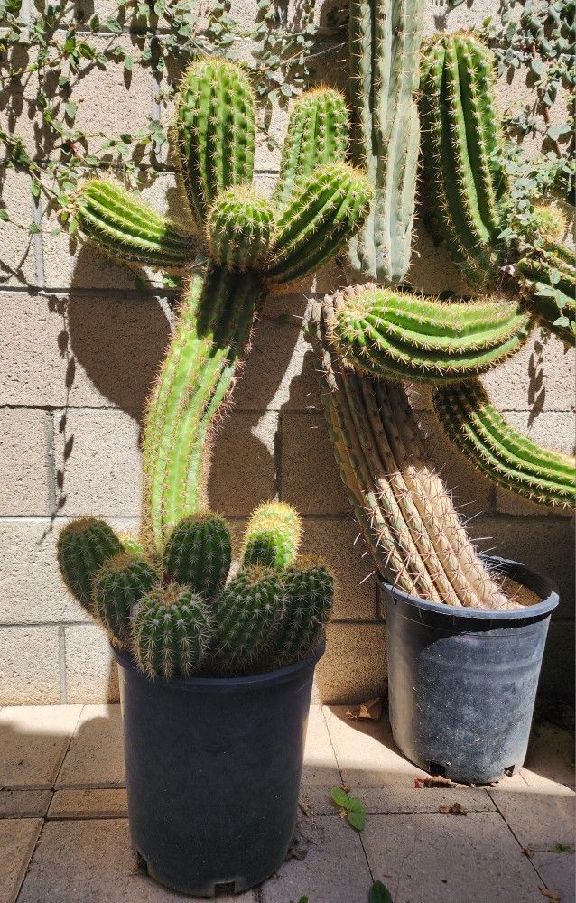 FREE Cactus Euphorbia Succulents
