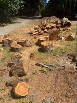 Fresh cedar