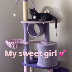 Cat climber 