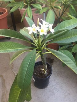 Plumeria