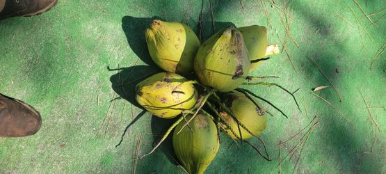 Delray - Green Coconut - cut Saturday 6_20