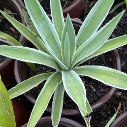 Caribbean Agave Plants