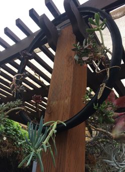 Succulent arrangement in old Schwinn tire