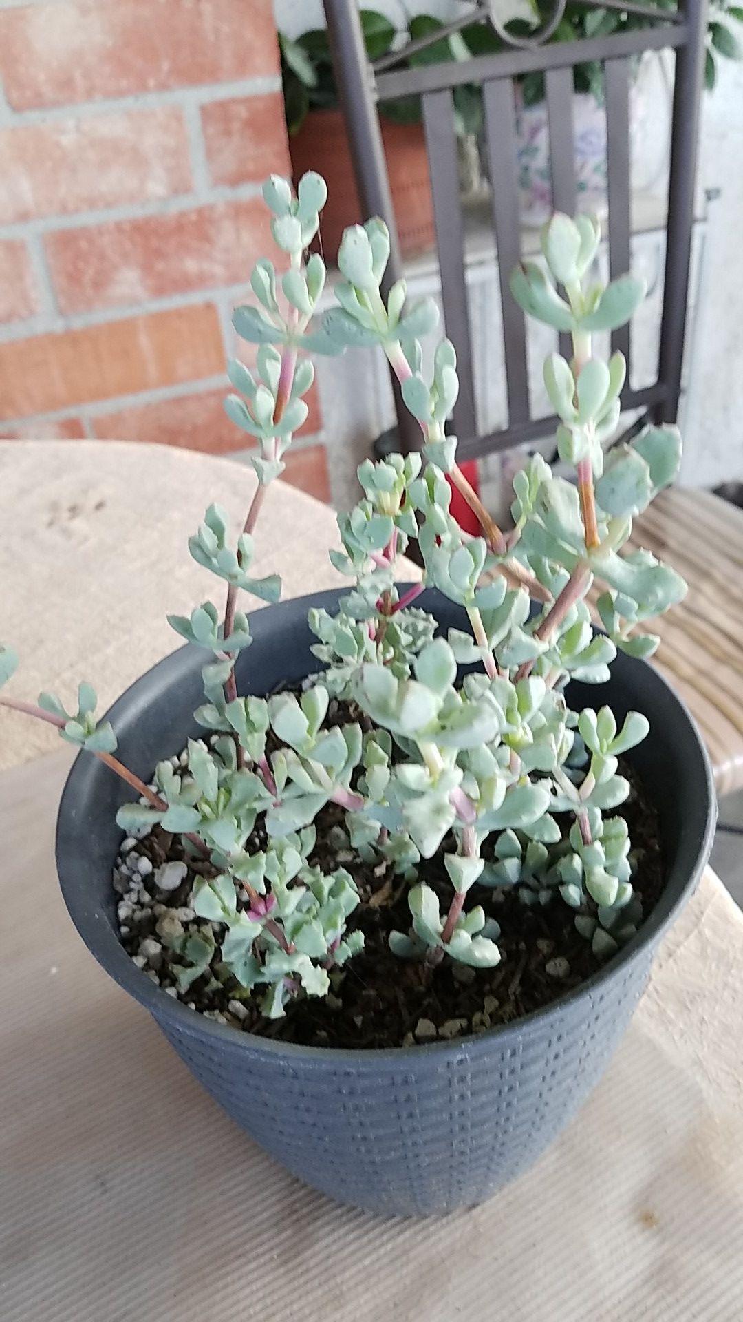 Pink iceplant succulent