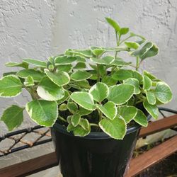 Oregano Plant 