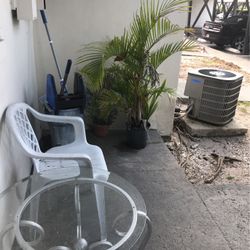 One Plant  Expedid Palm Nice Condition 