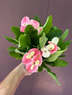 4” crown of thorns