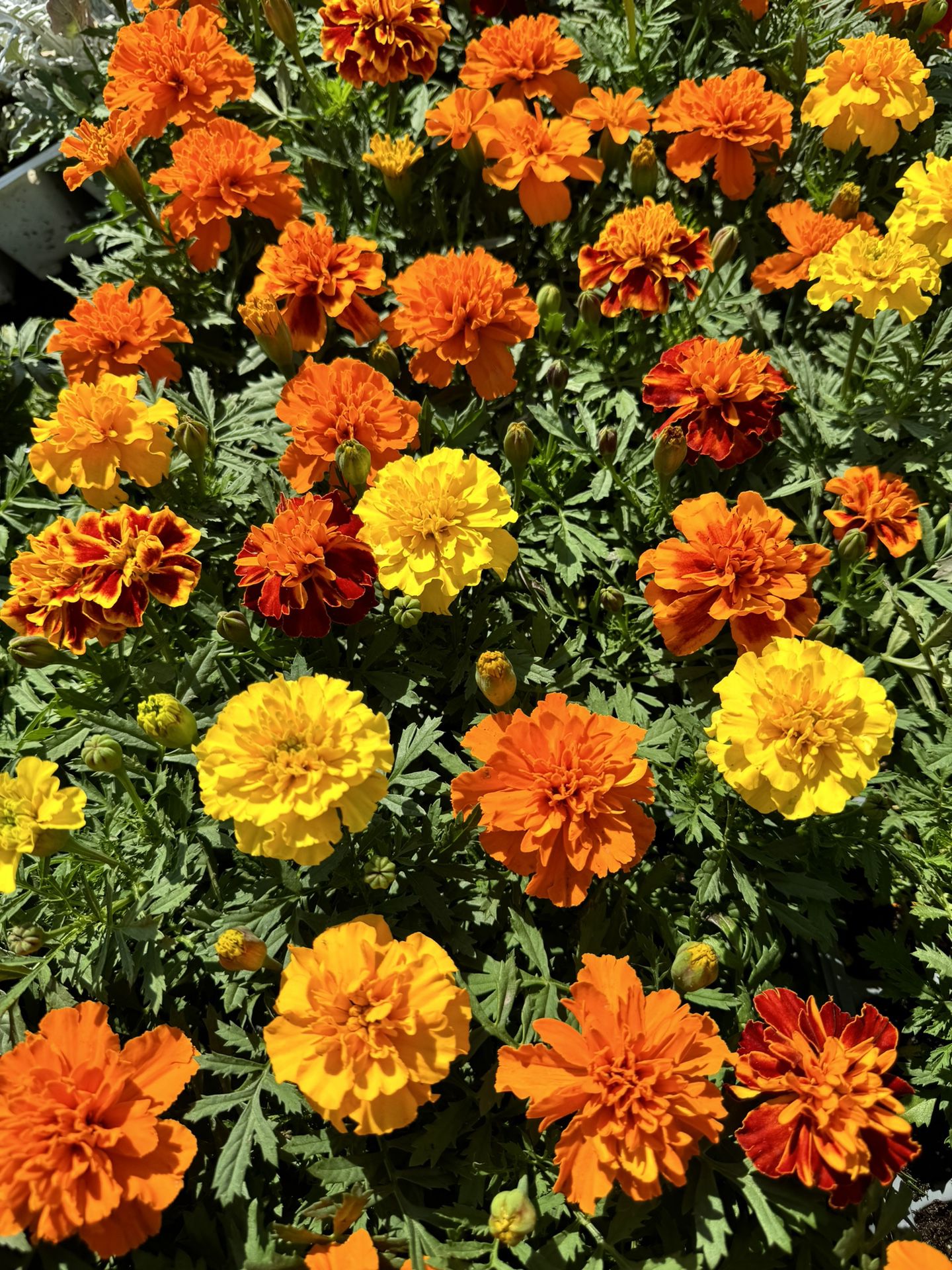 🌼 Introducing the Marigold Flower: A Golden Symphony of Nature's Brilliance! 🌟 Illuminate your garden with the radiant warmth of these iconic blooms