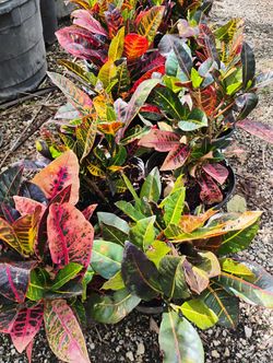 Croton Mammy & Petra Hedges 3gl $8💛🧡