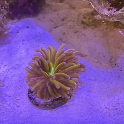 Fake New York Knicks torch coral decoration