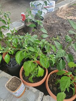 Plantas de chile pickin