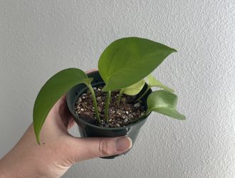 Jade Pothos