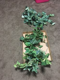 bushels of ivy for decorations.