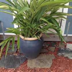 Tropical Plants (not free)