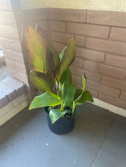 Canna lily  Dos colors misma flor