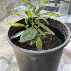 Money Tree