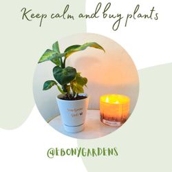 Start Plant and Custom Pot 