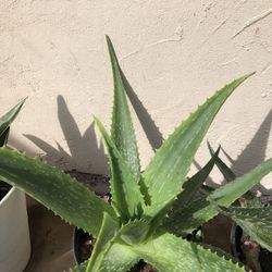 Aloe dorotheae 'Sunset Aloe'  (Tiger Aloe)