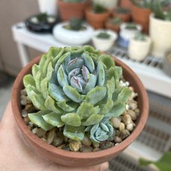 Mexican Snowball Echeveria Plant