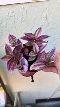 Tradescantia Nanouk Wandering Jew 4” Pot