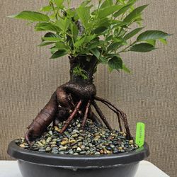 Old Japanese Cherry Blossom Bonsai Tree