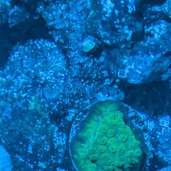 Golden Boy Favite Coral