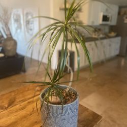  Ceramic Planter And Plan