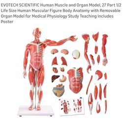 Human Muscle And Organ Model