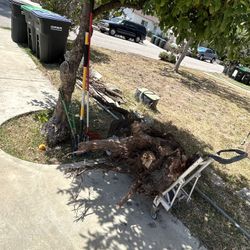 Free Madera De Cedro 