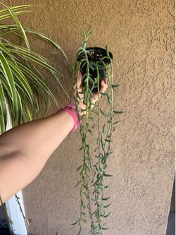 String Of Bananas Succulent Plants