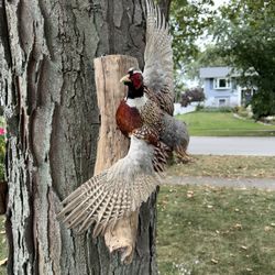 Taxidermy Ringneck pheasant bird flying wall mount vintage beautiful colors 30” wingspan