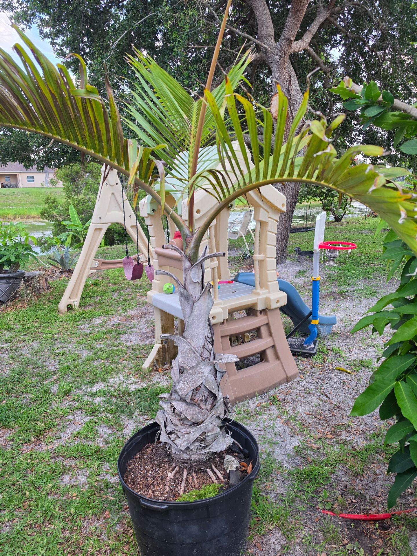 2 palm trees