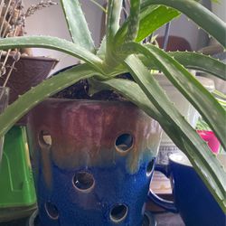 Aloe Plant With Decorative Pot