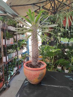 Madagascar Palm
