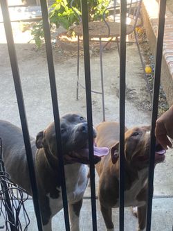 Dog Fence