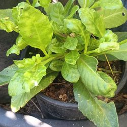 Insulina plant.