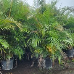 Huge Arecas Palms For Inmediate Privacy!!! About 9 Feet Tall Measurements Over The Pot!!! Fertilized 