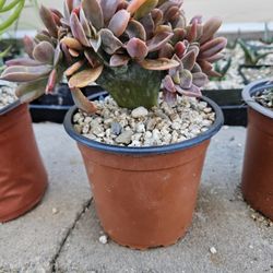 Unusual Succulent- Crested Graptoveria For $10