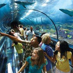 Seaworld and other United Parks and Resorts Available 