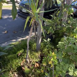 Green plant tall / gorgeous