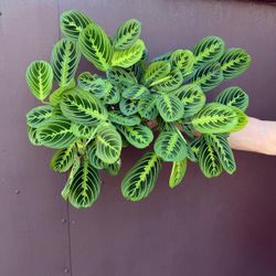 6” maranta lemon lime