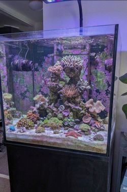 Aquarium tank, stand, & supplies