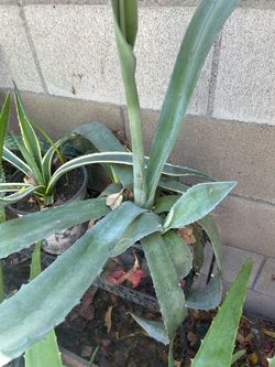 Large Agave Plant with Bloom Stalk