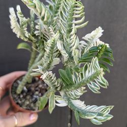 Devil's Backbone Variegated Plant 2" Pot - Indoor House Plants
